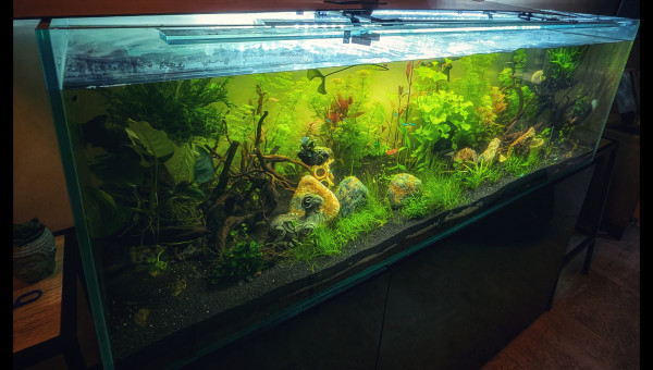 Enfin en place et peuplé !