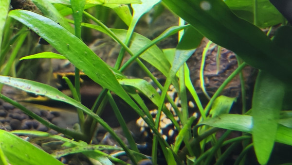 Ponte des pelmato en direct.