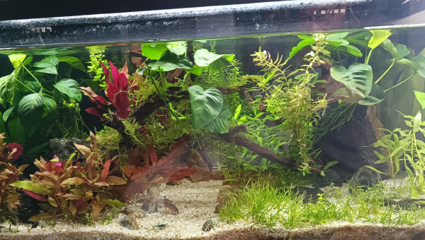 Stabilisation du po4