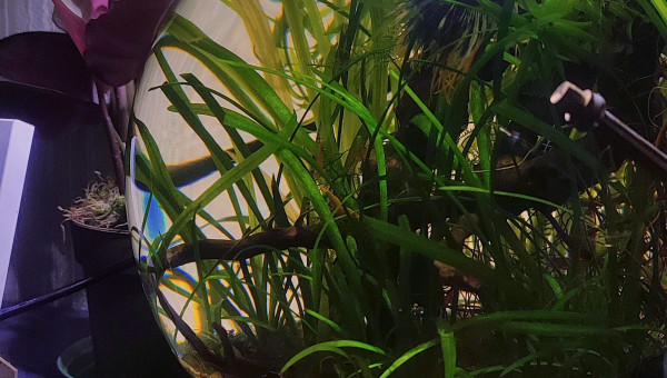 Déplacée dans ma chambre