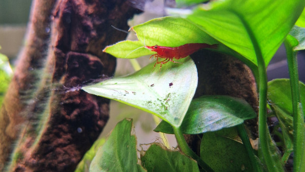 Neocaridina davidi