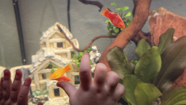 Observer, mieux que les écrans