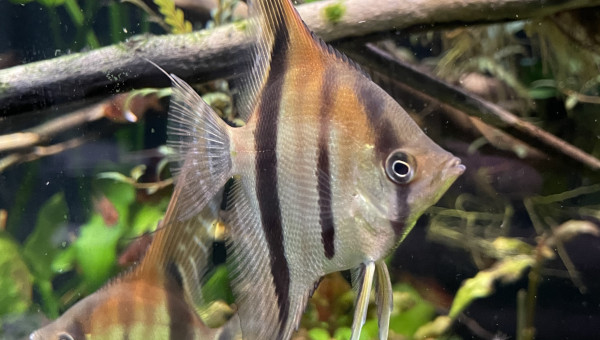 Mes bébés grandissent bien !