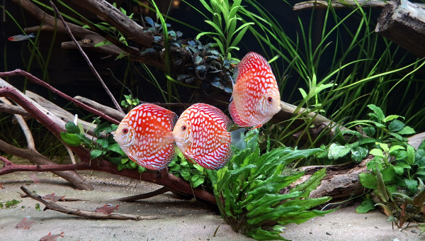 Discus checkerboard red