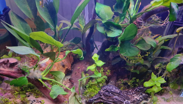 Mon premier aquarium, un 30 l