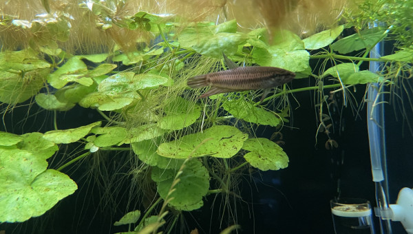 Introduction des Betta smaragdina guitar !