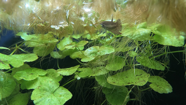 Introduction des Betta smaragdina guitar !