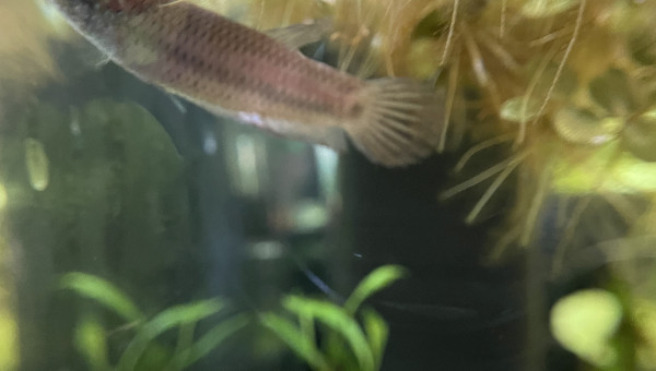 Introduction des Betta smaragdina guitar !