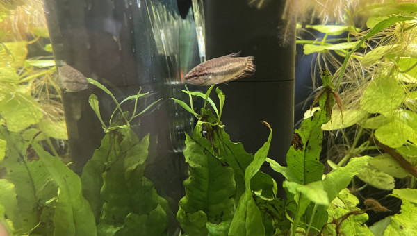 Introduction des Betta smaragdina guitar !