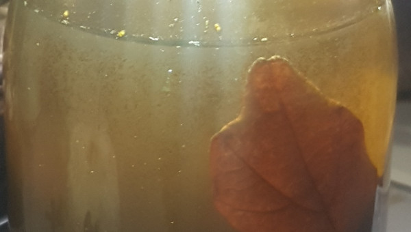 Ajout de matière organique, feuilles mortes