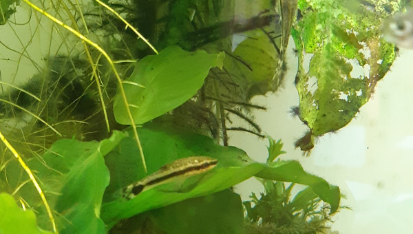 Otocinclus