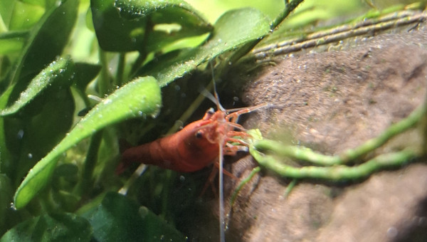 C'est concombre party ce soir !