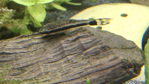 C'est concombre party ce soir !