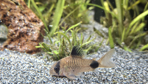 C'est concombre party ce soir !