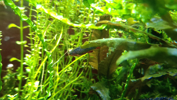 Pas de caillou mais des poissons