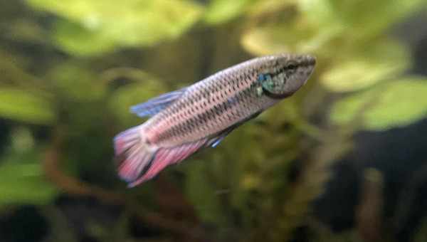 Mâle Betta smaragdina guitar