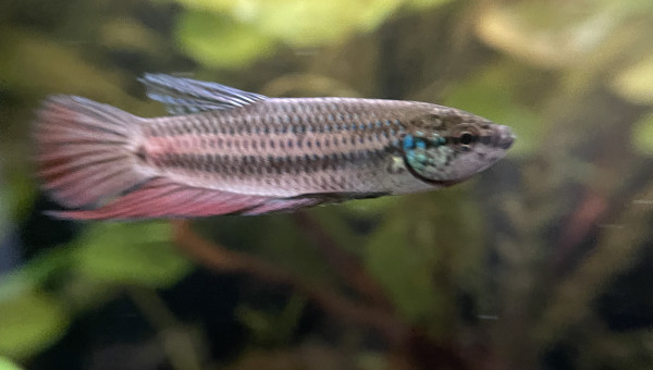 Mâle Betta smaragdina guitar