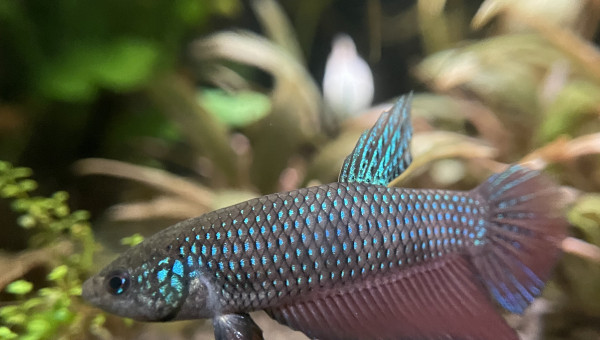 Mâle Betta smaragdina guitar