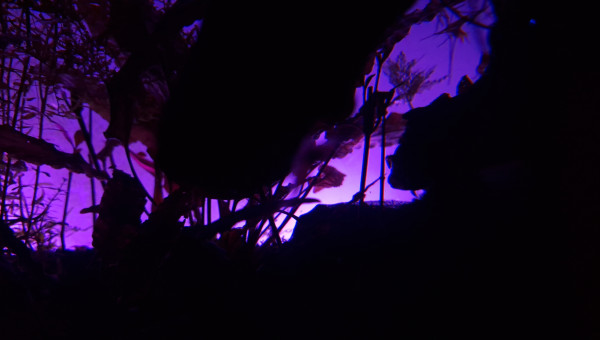 I see a little silhouetto...