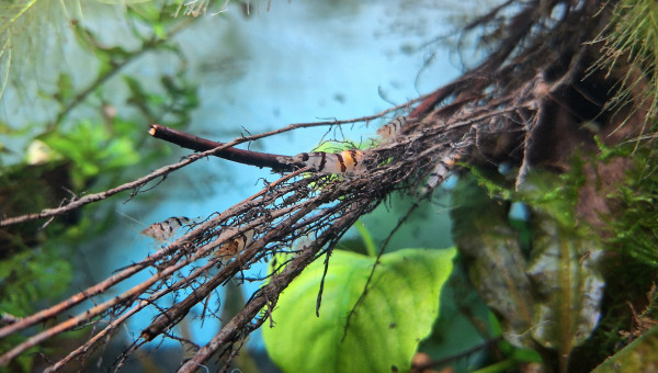 Service de nettoyage