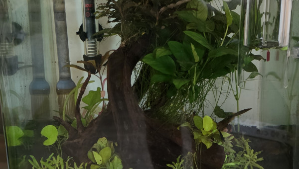 Apport CO2 journalière dans un nano cube