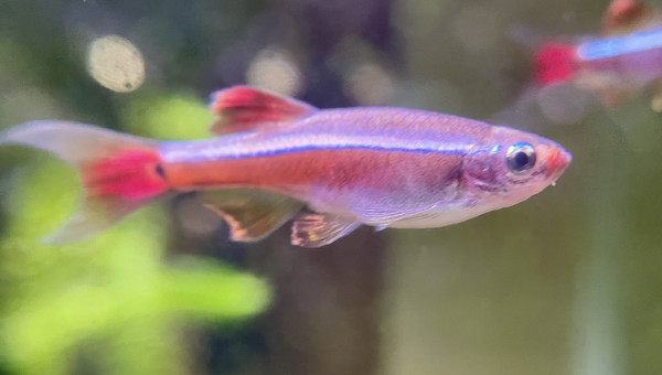 1ère repro des red cherry