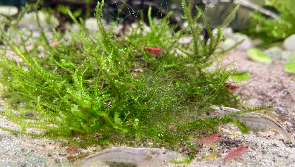 1ère repro des red cherry