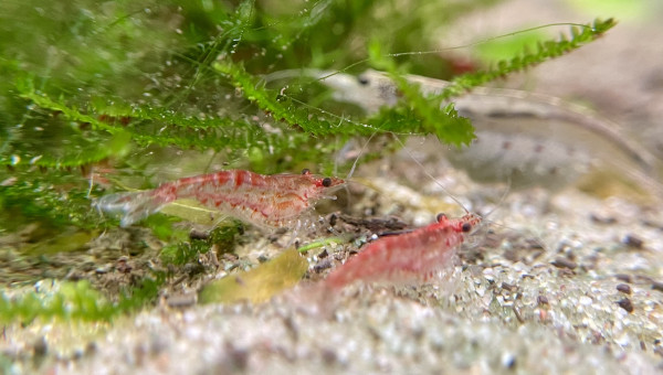 1ère repro des red cherry