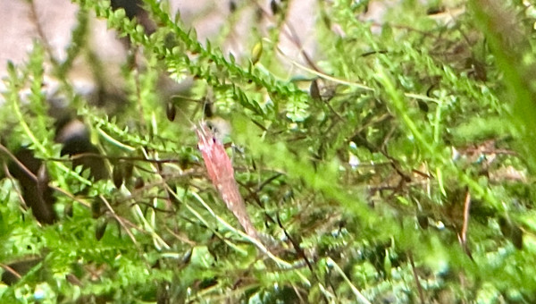 1ère repro des red cherry