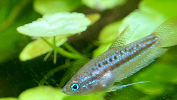 Introduction de premiers habitants