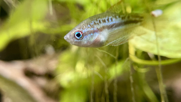 Introduction de premiers habitants