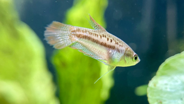 Introduction de premiers habitants