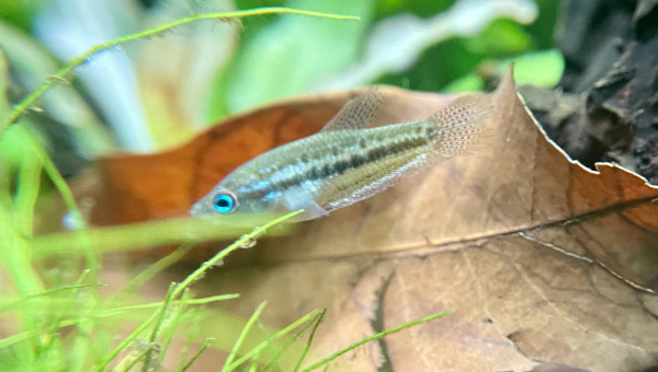 Introduction de premiers habitants