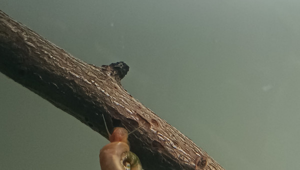 Le p'tit bac qui pousse