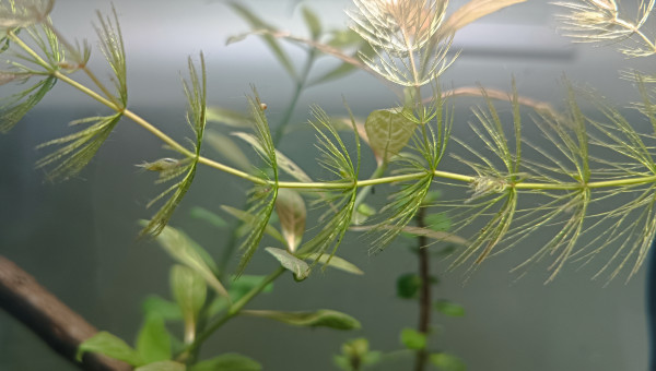 Le p'tit bac qui pousse