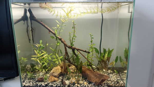 Le p'tit bac qui pousse