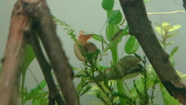 Un petit aquarium plein de vie