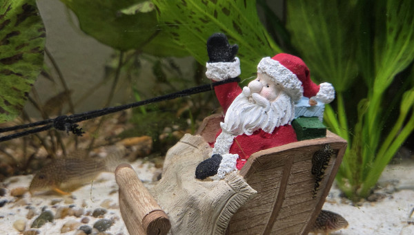 Aquarium en mode Noël