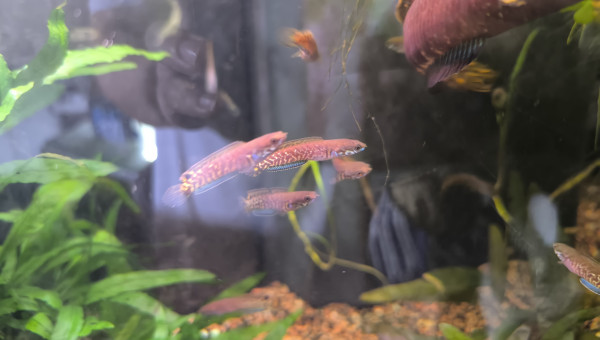 Channa bleheri juvéniles