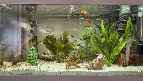 Tellement chouette d'avoir un aquarium