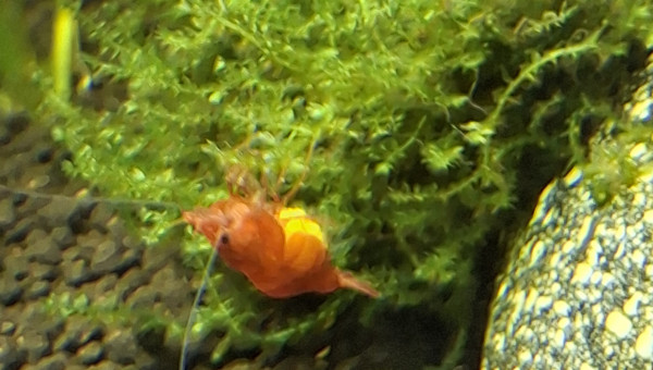 Naissances à venir?