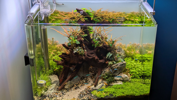 Fini les algues ! ( Pour le moment..)