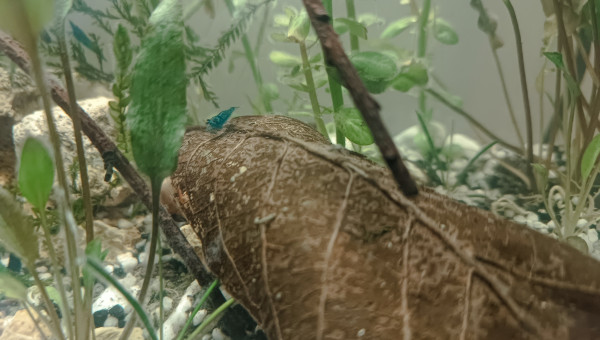 Le bac à crevettes, avec bubulles