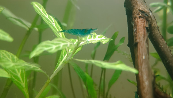 Le bac à crevettes, avec bubulles