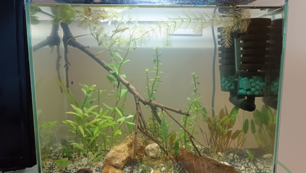 Le bac à crevettes, avec bubulles