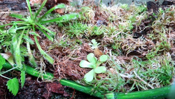 Paludarium carnivore !