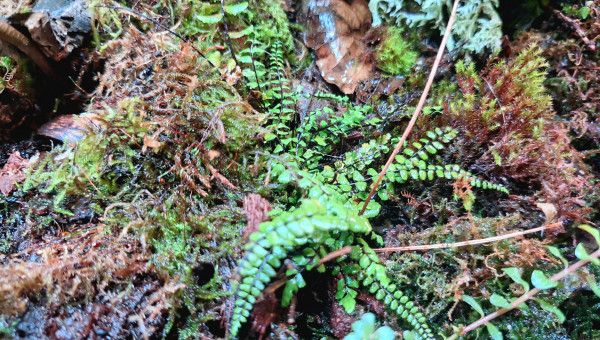 Paludarium carnivore !