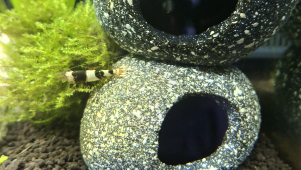 Guerre de territoire