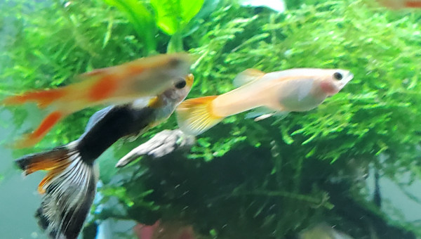 Nouvel arrivant dans le bac des endlers - guppy