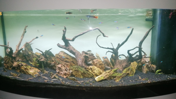 Shinrin no kodama / l'esprit de la forêt